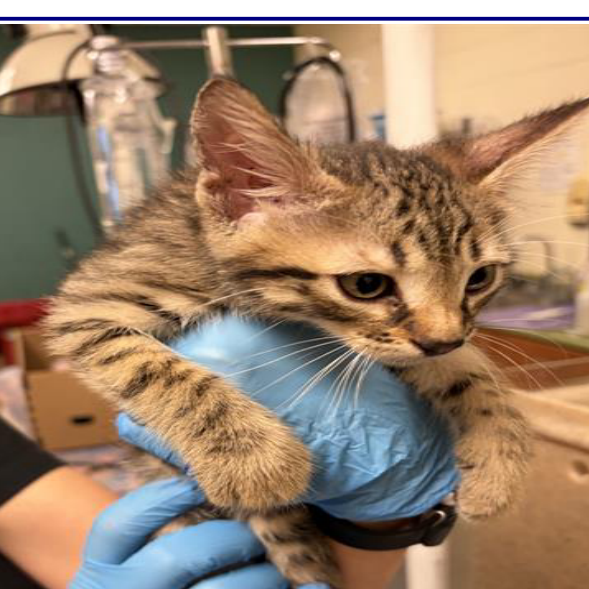 COOKIE - Domestic Shorthair available for adoption