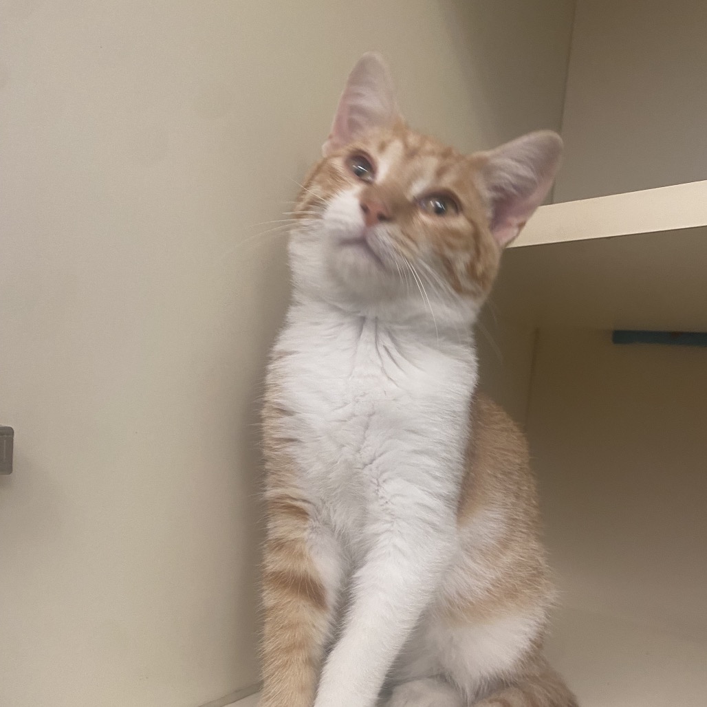 ALFRED - Domestic Shorthair available for adoption