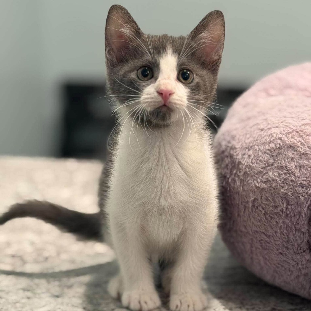 HOWARD - Domestic Shorthair available for adoption
