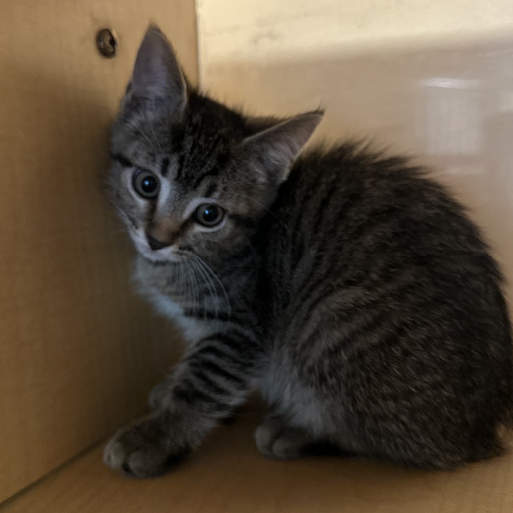 CORTADO - Domestic Shorthair available for adoption