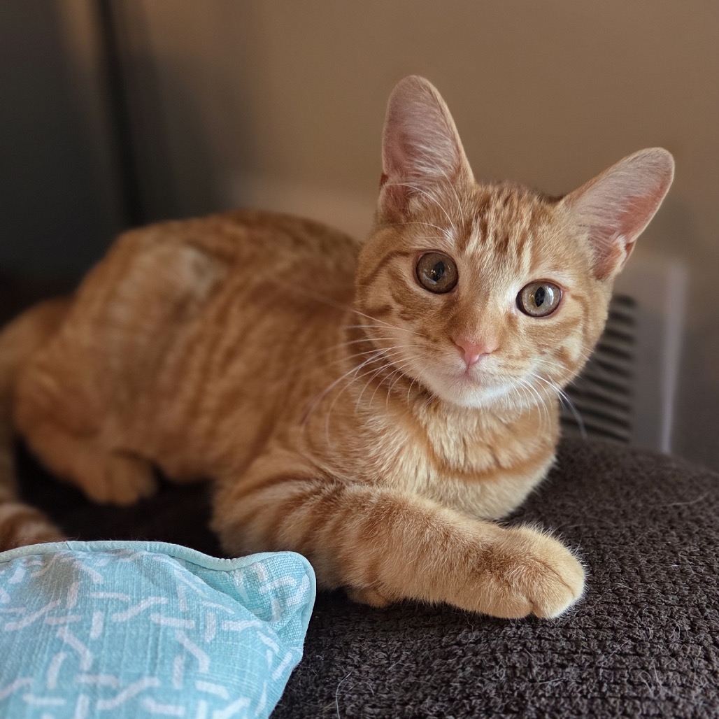 Lloyd