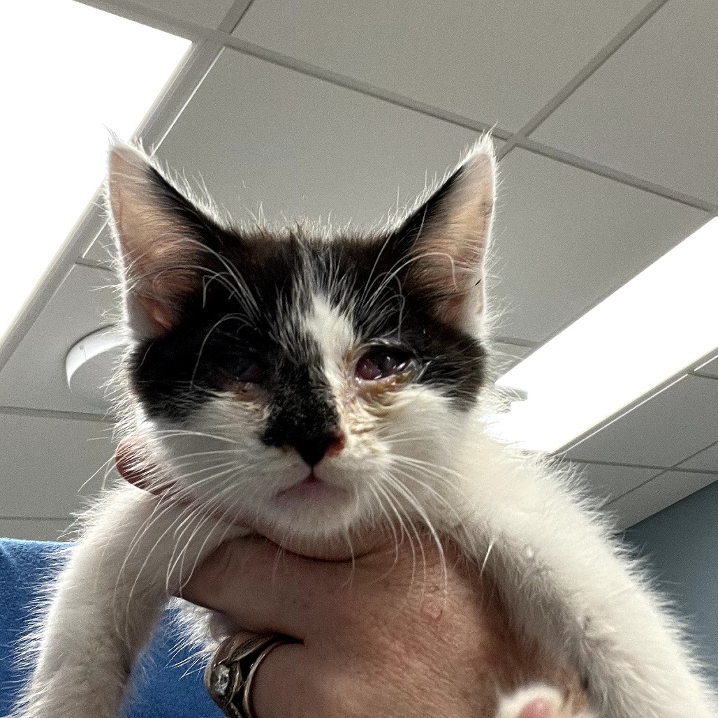 ZANDER - Domestic Shorthair available for adoption
