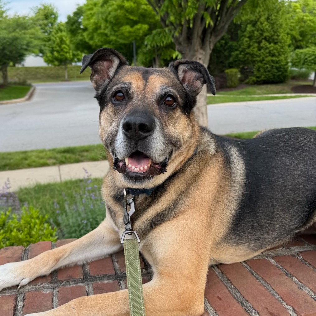Ranger, photo 19