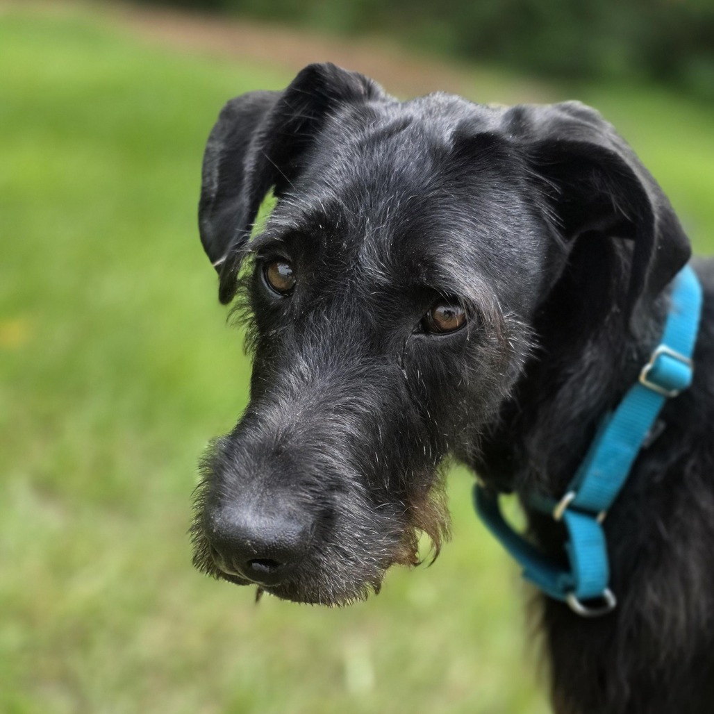 Mixed Breed