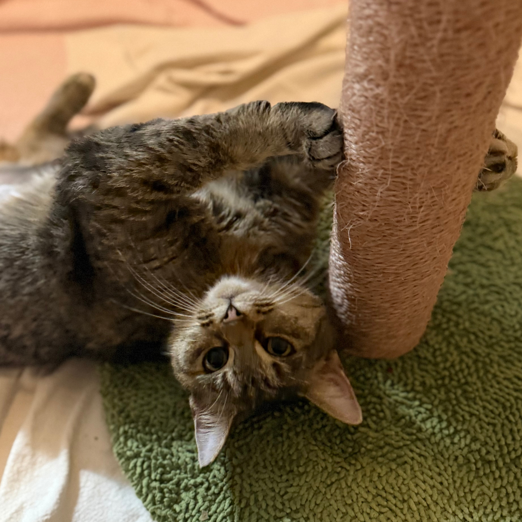 Ginger — thumbnail 2