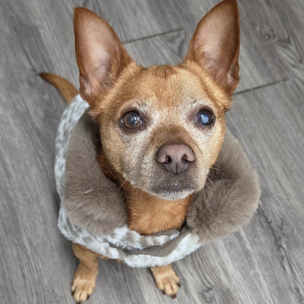 Frito