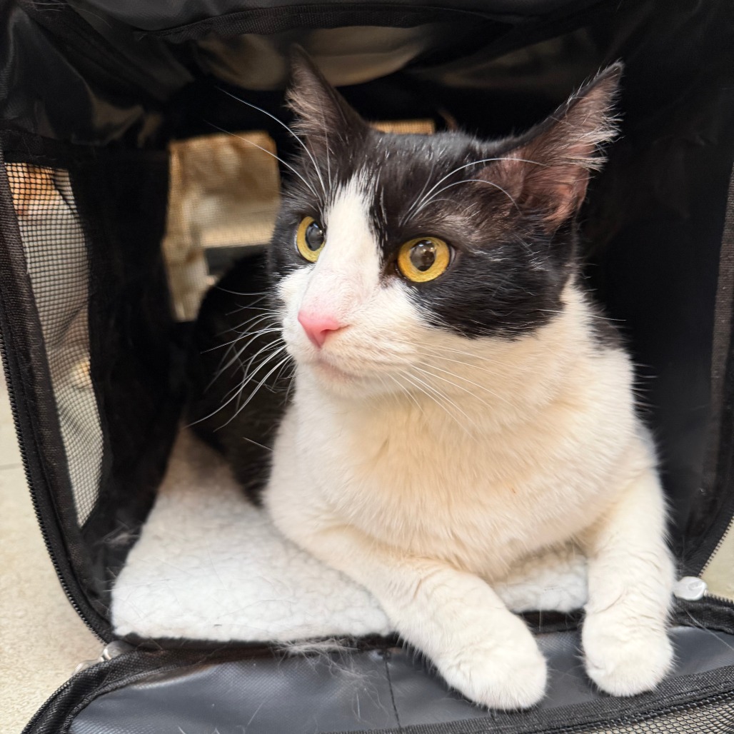 DREAM - Domestic Shorthair available for adoption