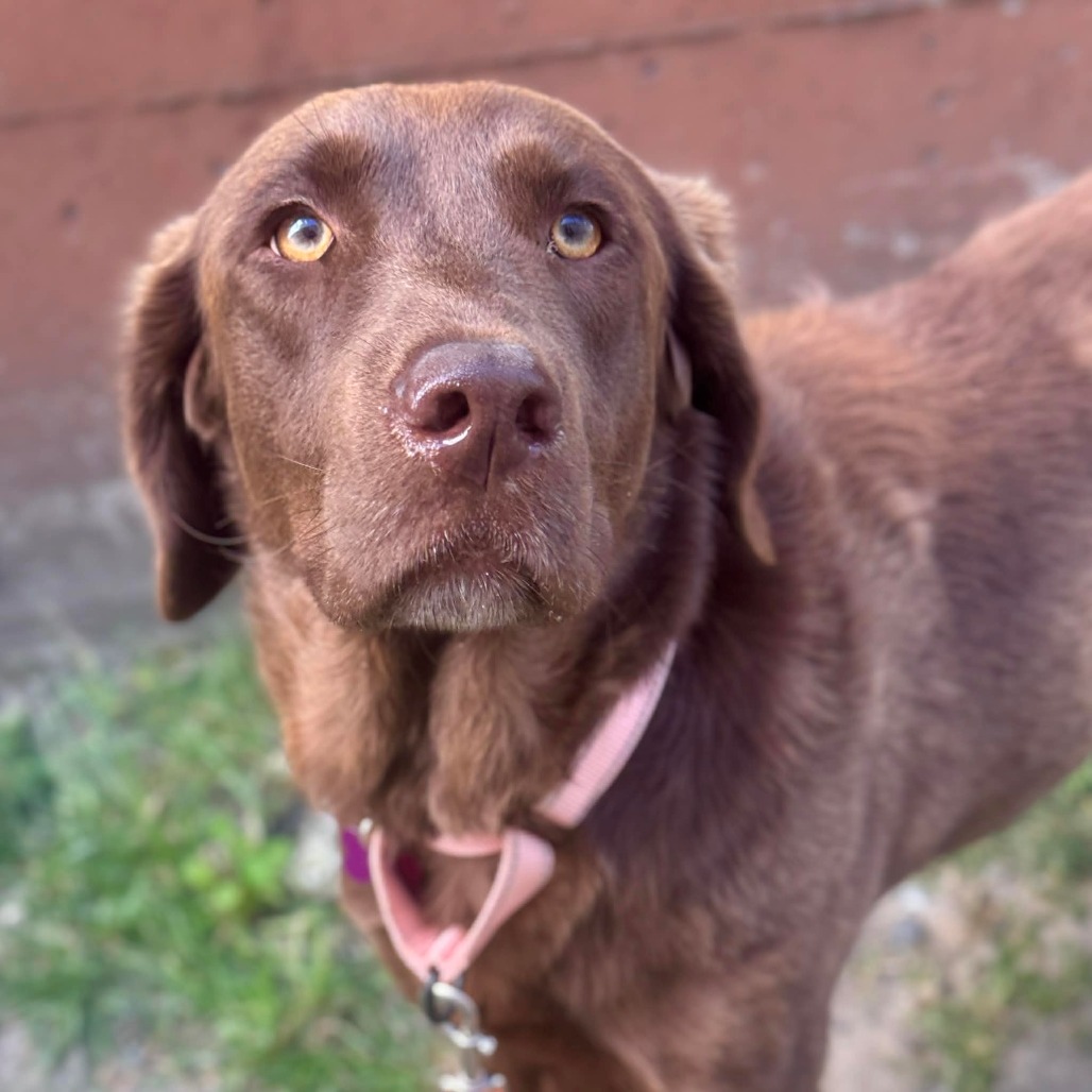 Labrador Retriever