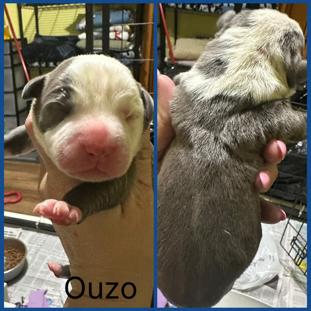 Ouzo