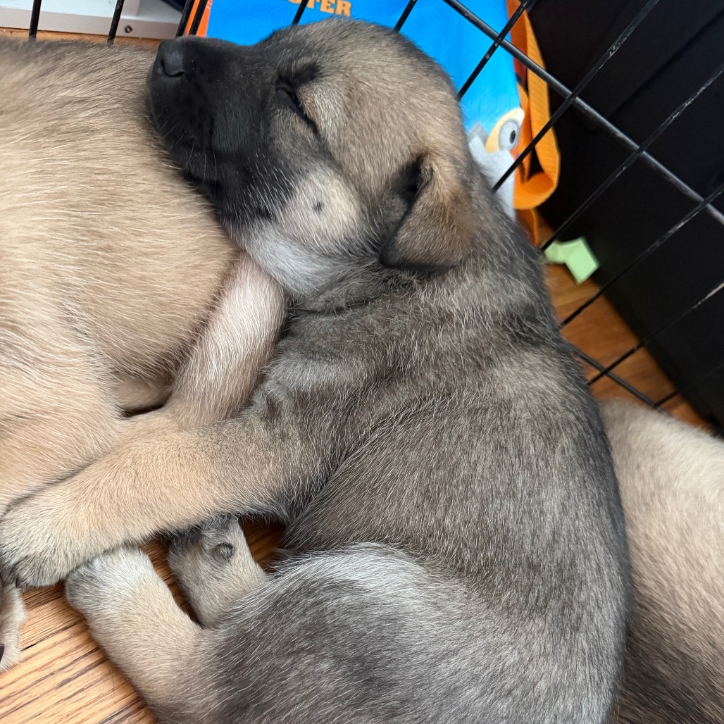 NUGGET (CAN LEAVE 10/4) - Husky / Mixed Breed (Medium) available for adoption