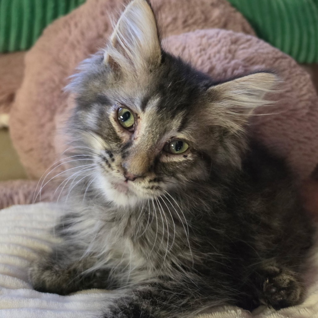 Photo of FRECKLE