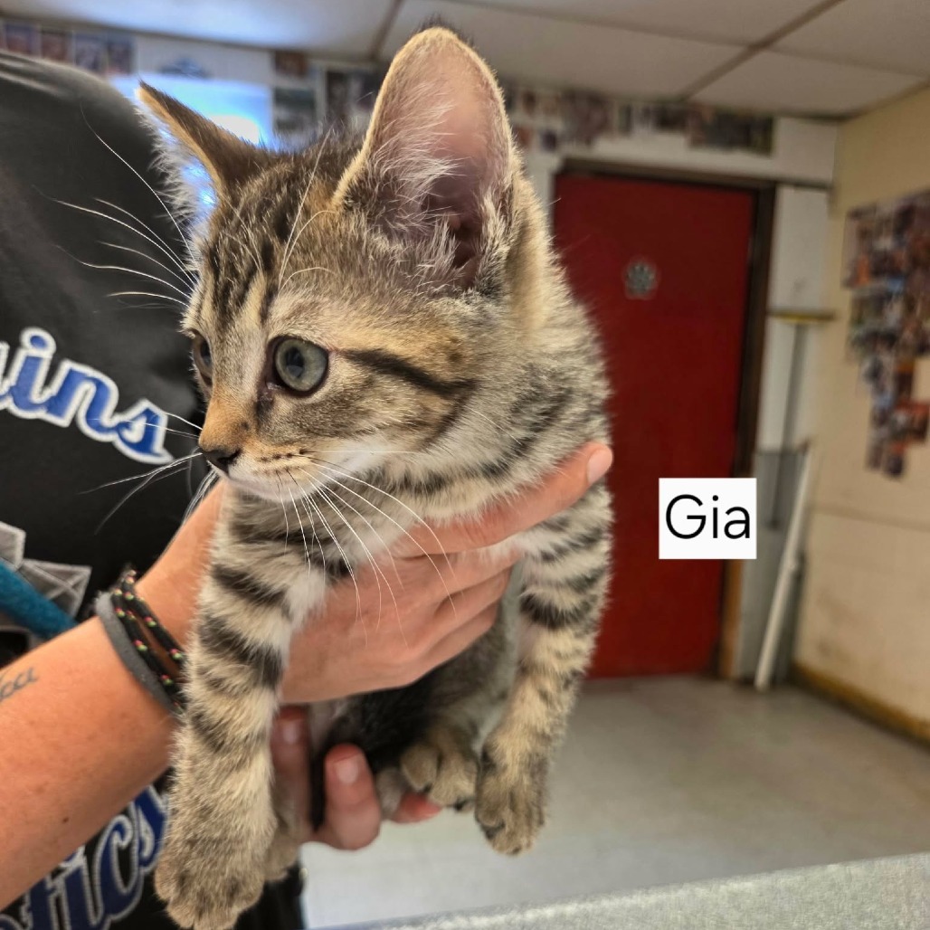 GIA - Domestic Shorthair available for adoption