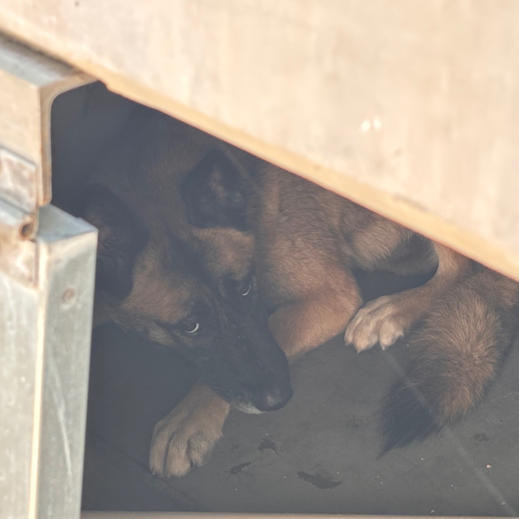 Lucy - Shepherd for adoption in Texas