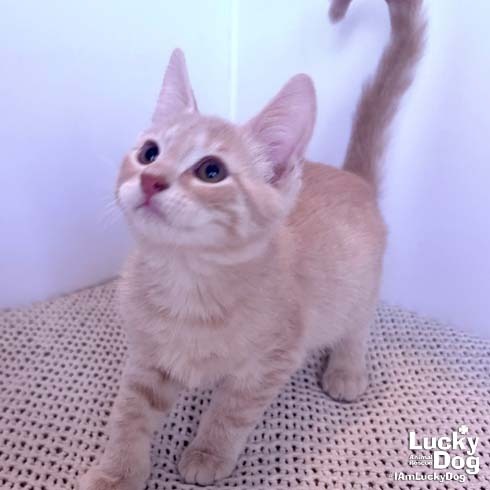 ARCHIE