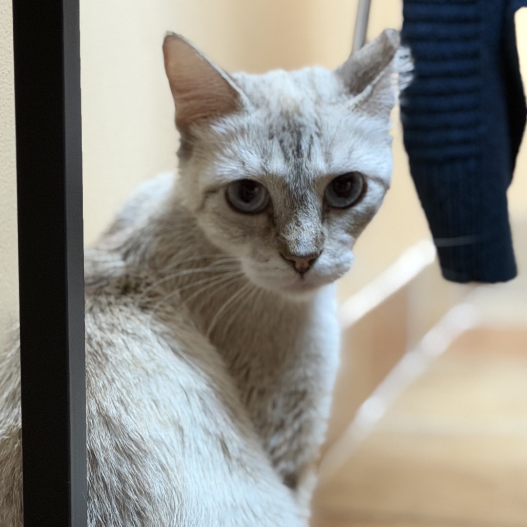 NILLA - Domestic Shorthair available for adoption