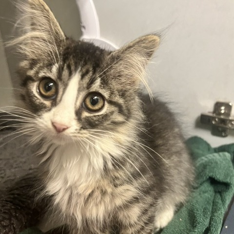 BIPP - Domestic Shorthair available for adoption
