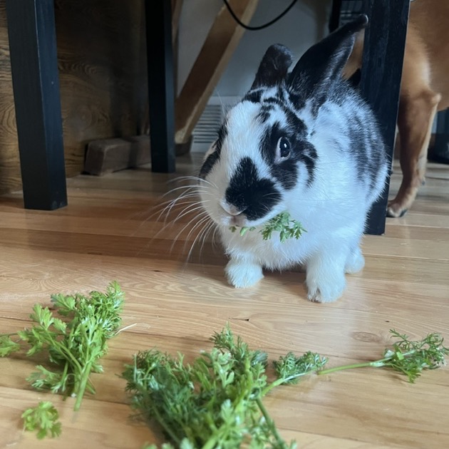 OREO - Other / Rex available for adoption