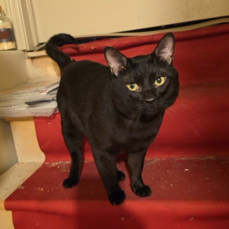 SYNYSTYR - Domestic Shorthair available for adoption