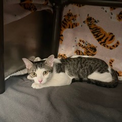 DANIEL
