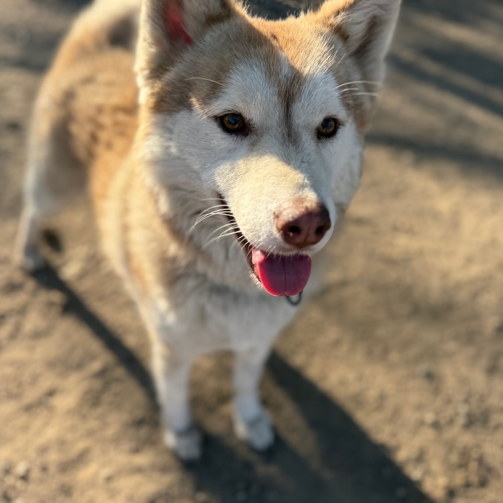 Rusty, photo 10