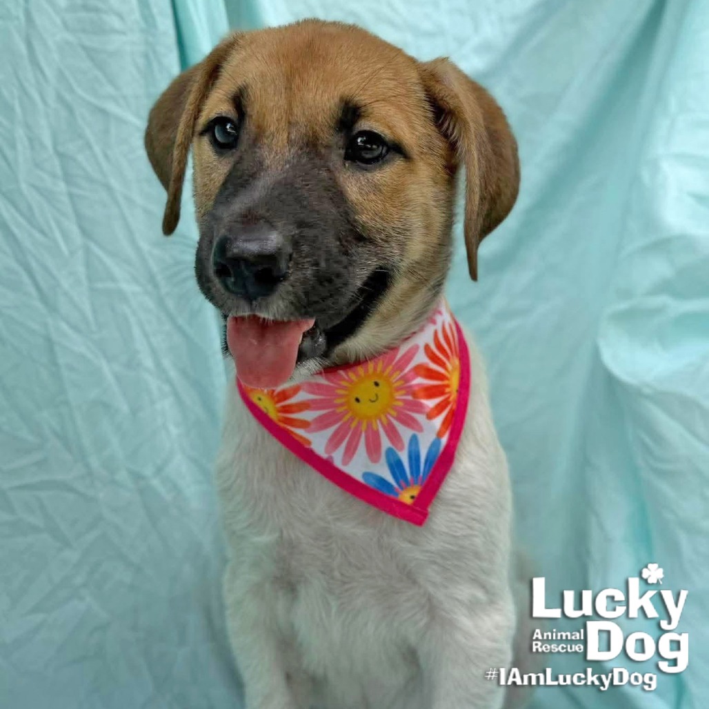 CELINA - Retriever, Labrador / Mix available for adoption