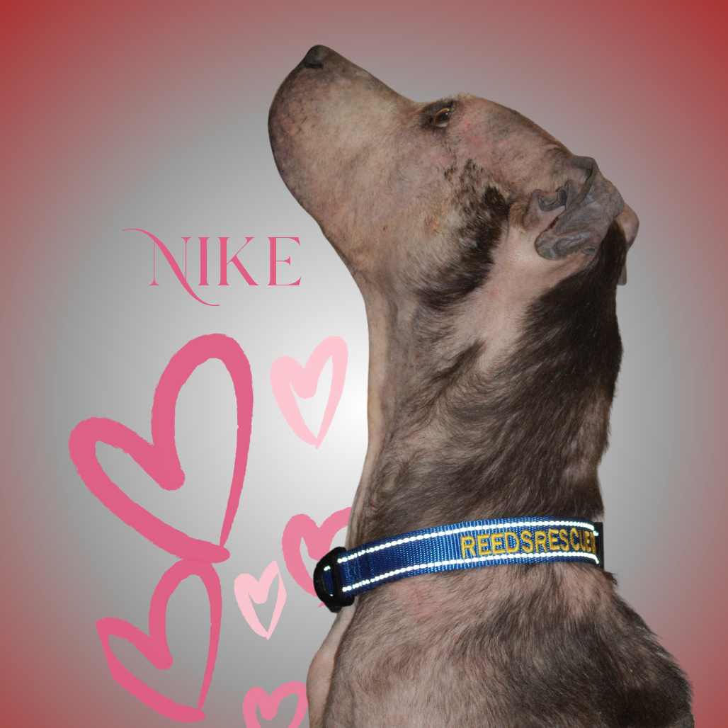 Nike, photo 12