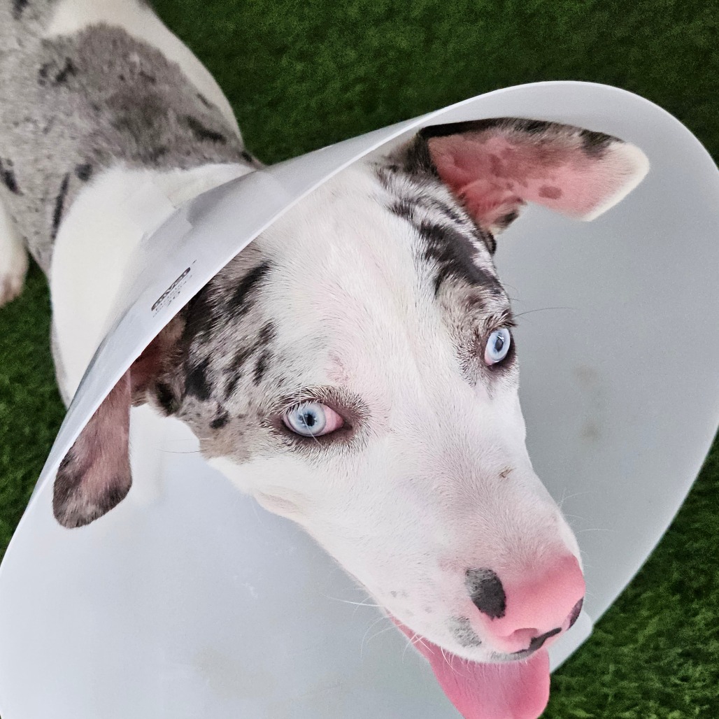 DIPPIN DOT - Mixed Breed (Medium) available for adoption
