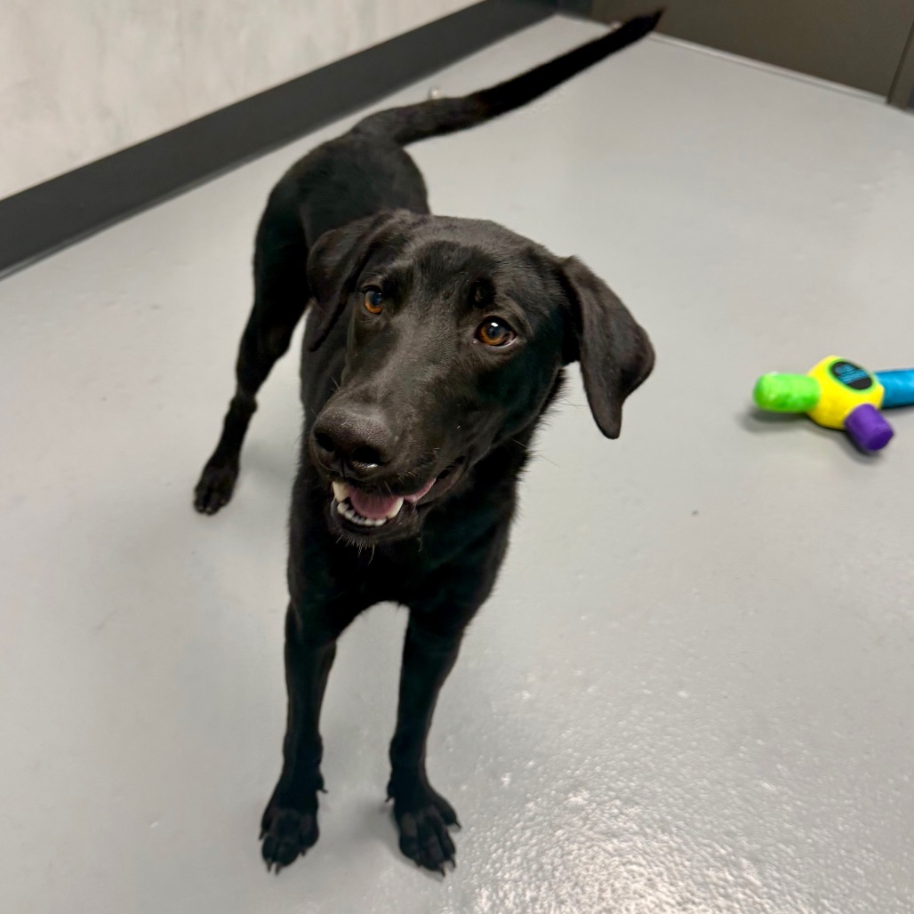 Stitch In Foster
