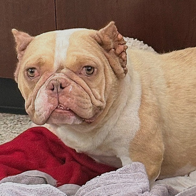 FIONA - Mixed Breed (Medium) available for adoption
