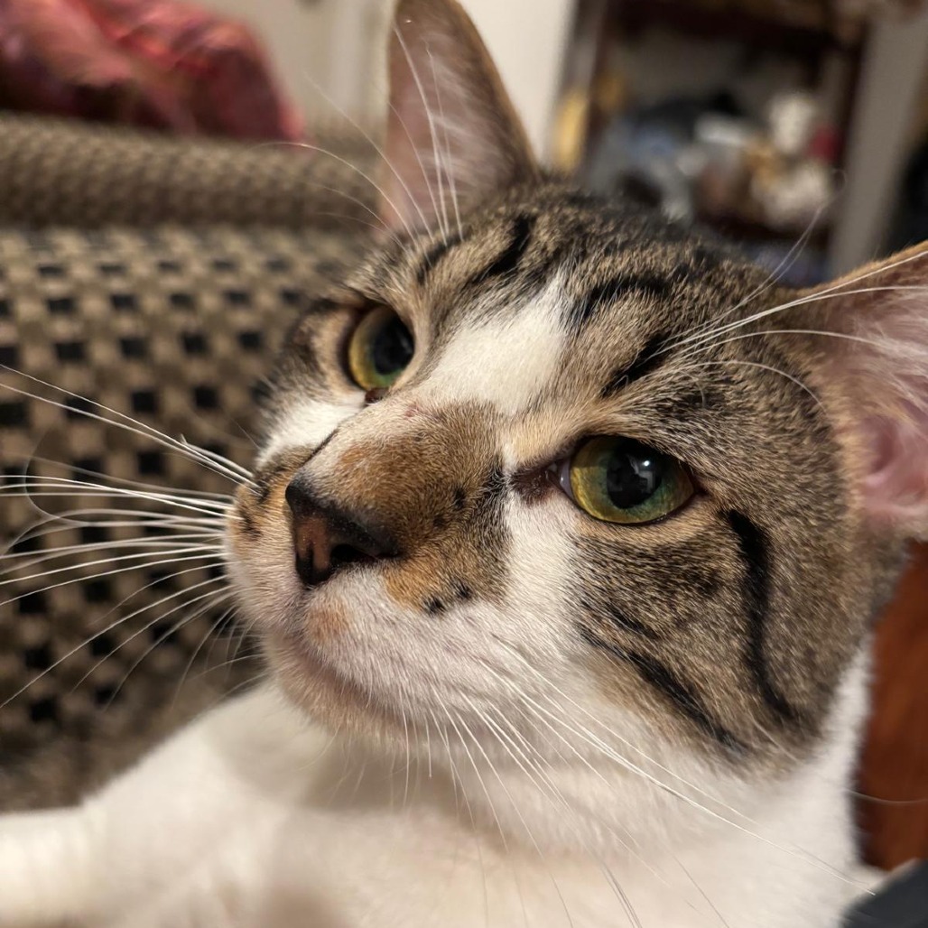 BUBBA - Domestic Shorthair available for adoption