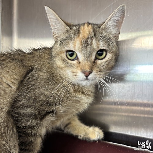 JILL - Domestic Shorthair available for adoption