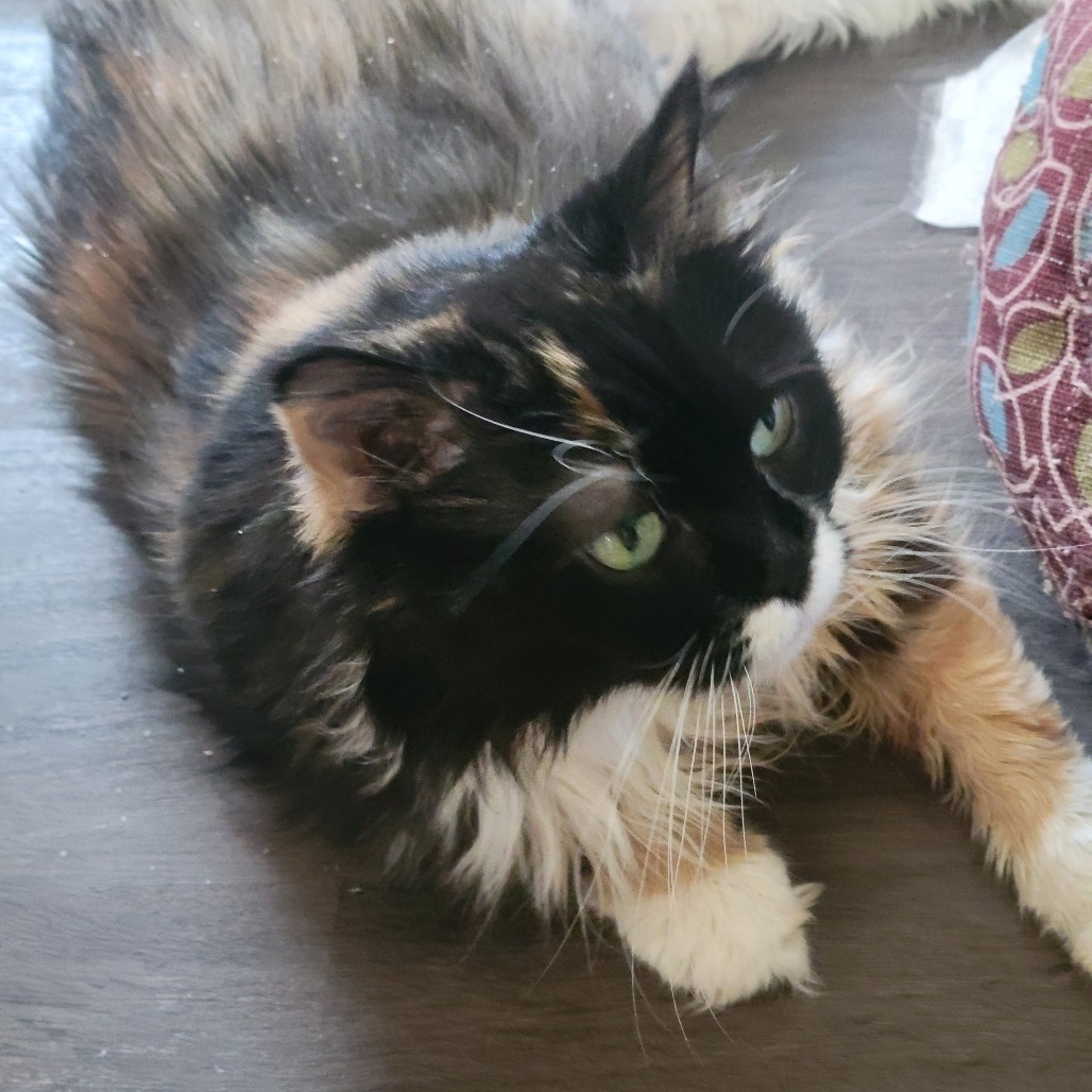 Leah, photo 20