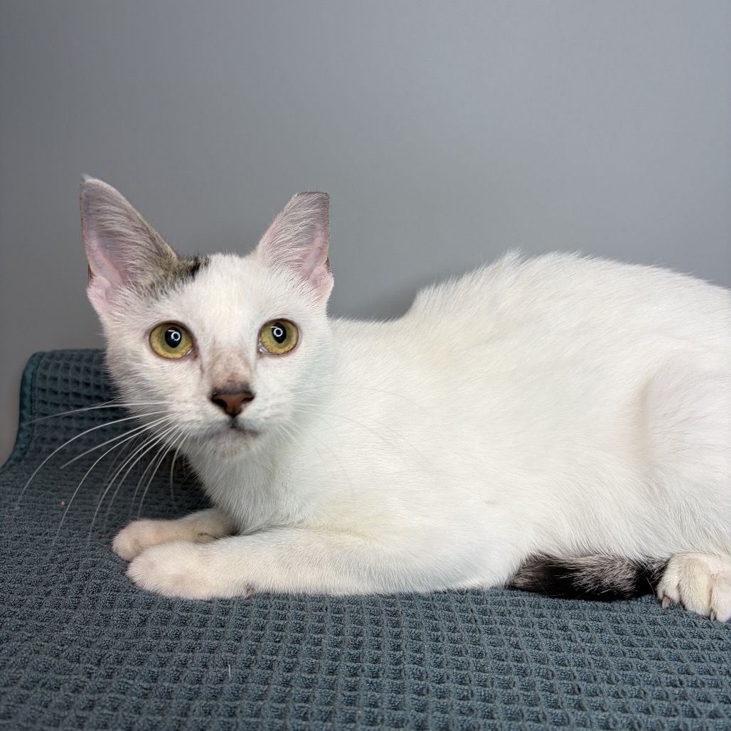 RIVER - Domestic Shorthair available for adoption