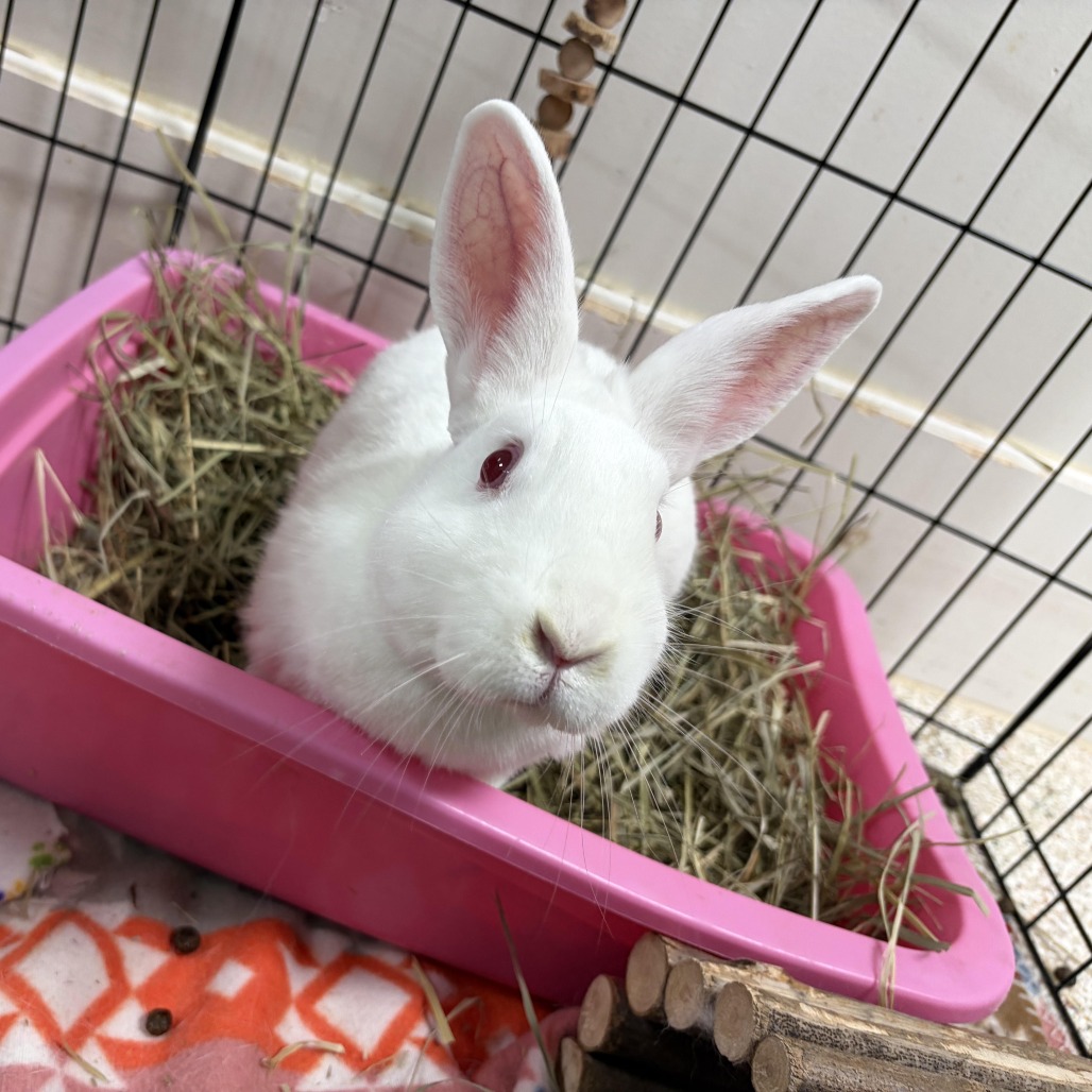 BLIZZARD (AND OLAF) - American Sable / Rex, Mini available for adoption