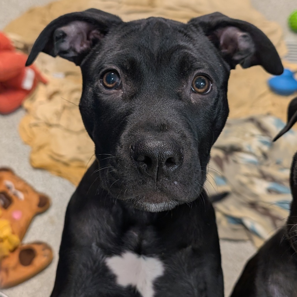 CITRINE - Mixed Breed (Large) available for adoption