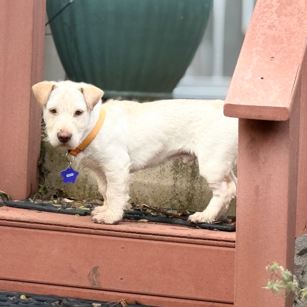 Peedee — thumbnail 4