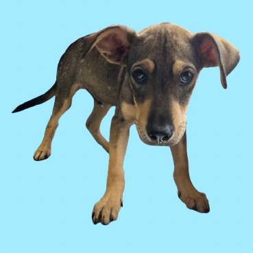 Phineas