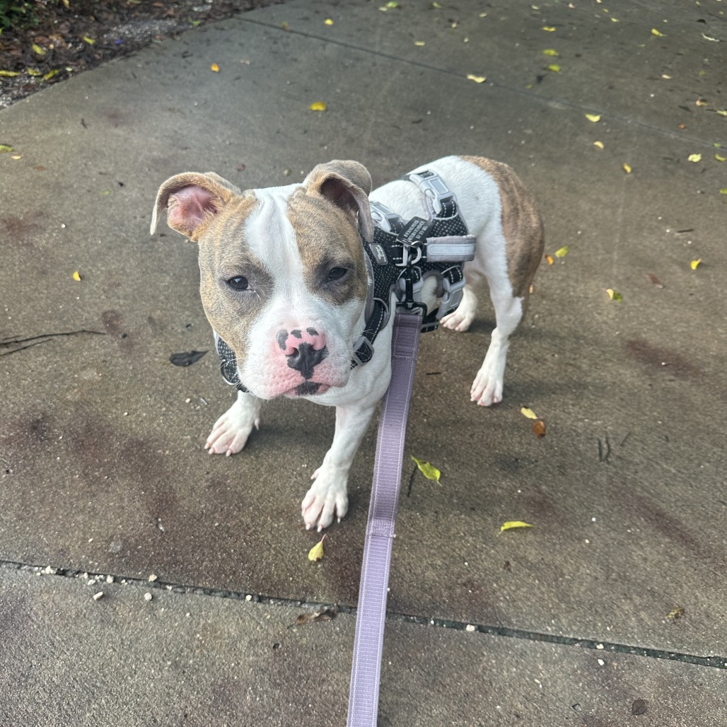 Addie, photo 6