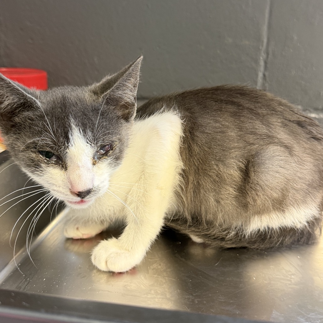 Tusc Stray 84922 2