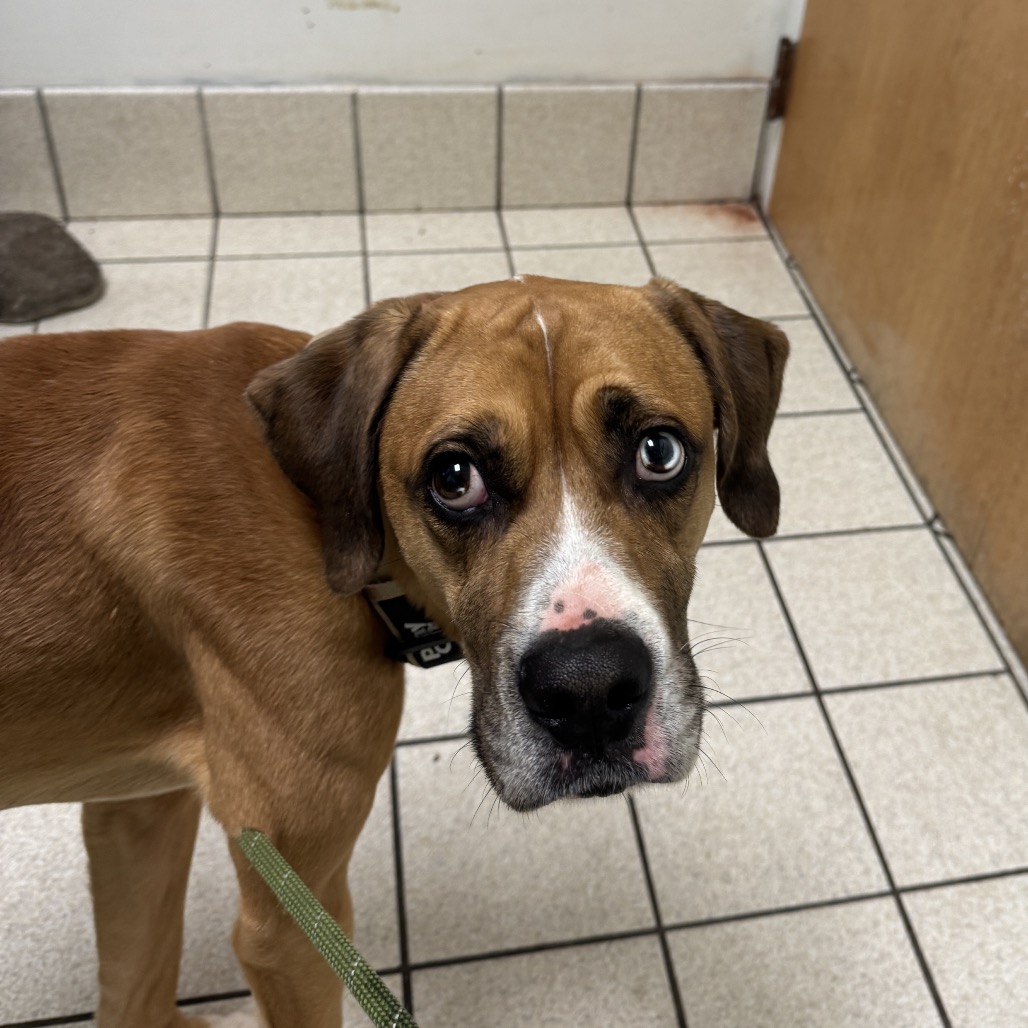 Turkey Lurky — thumbnail 2