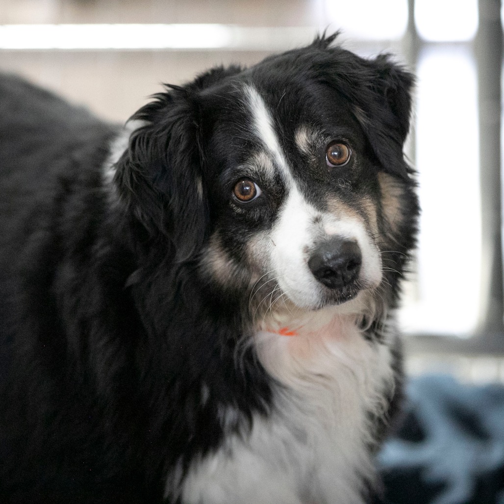 Zoey (MR26-337), photo 4