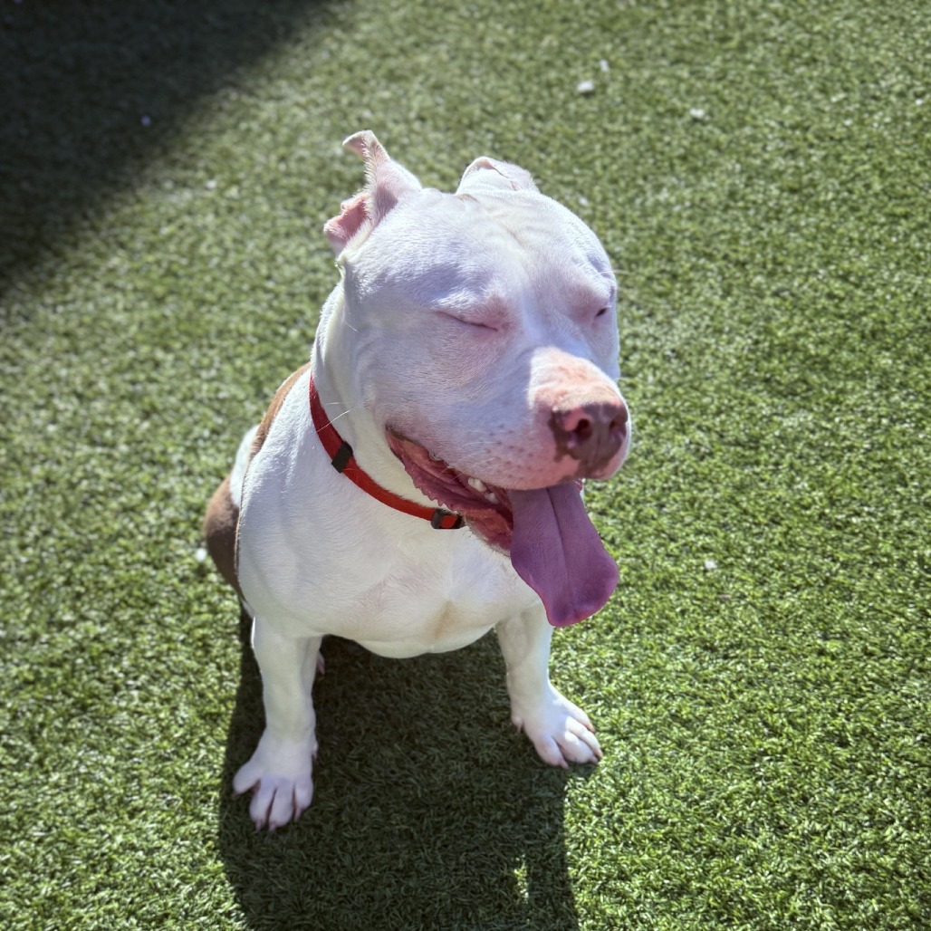 Photo of Woofus Wainwright 4