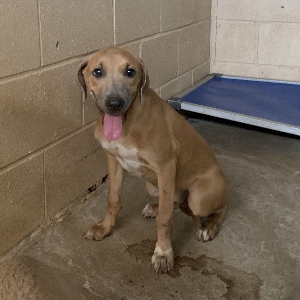 DEBRA DUKE - Weimaraner / Mix available for adoption
