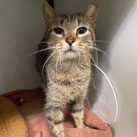 HONEY - Domestic Shorthair available for adoption