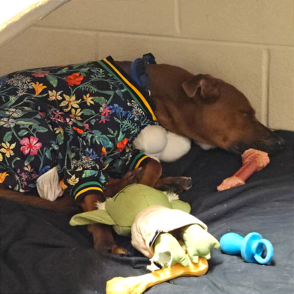 Sonny — thumbnail 11