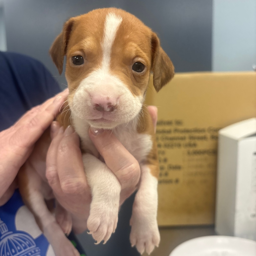 CHER - Retriever / Beagle available for adoption