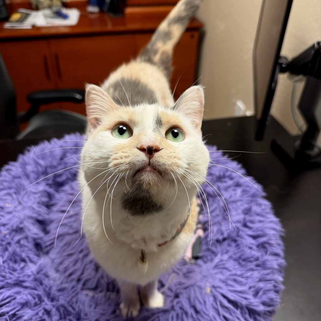MARSHMALLOW SMORES - Domestic Shorthair available for adoption
