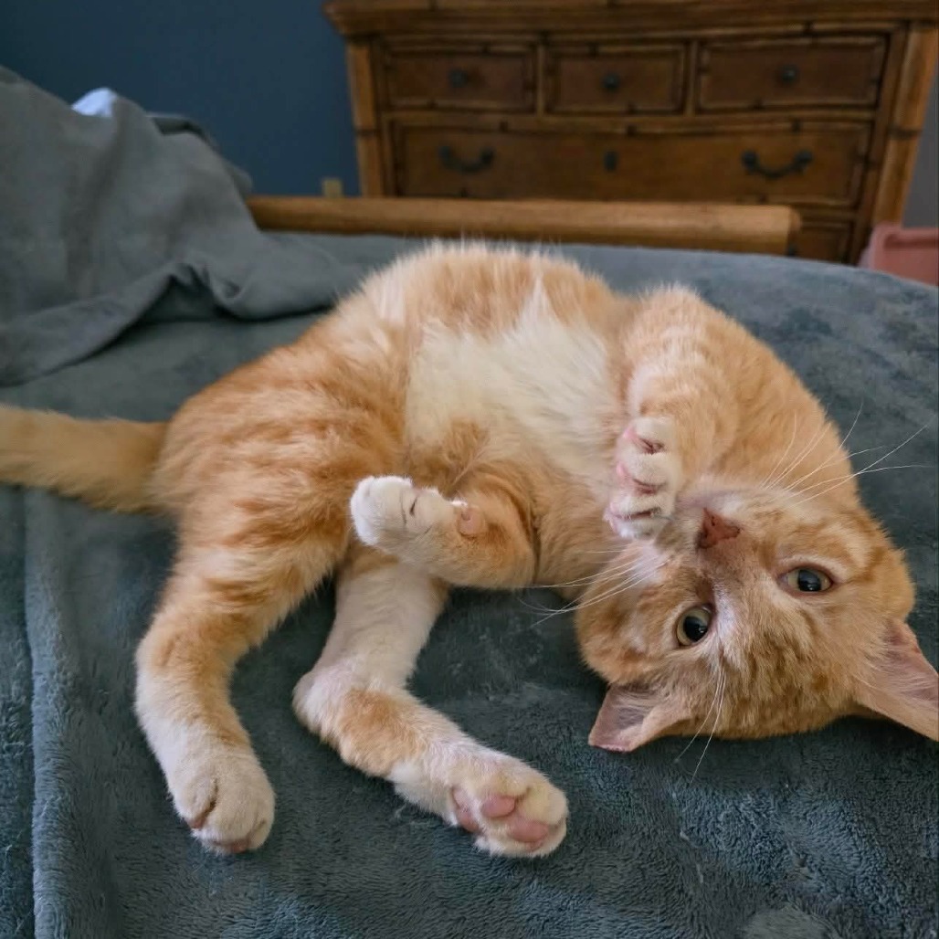 Mango