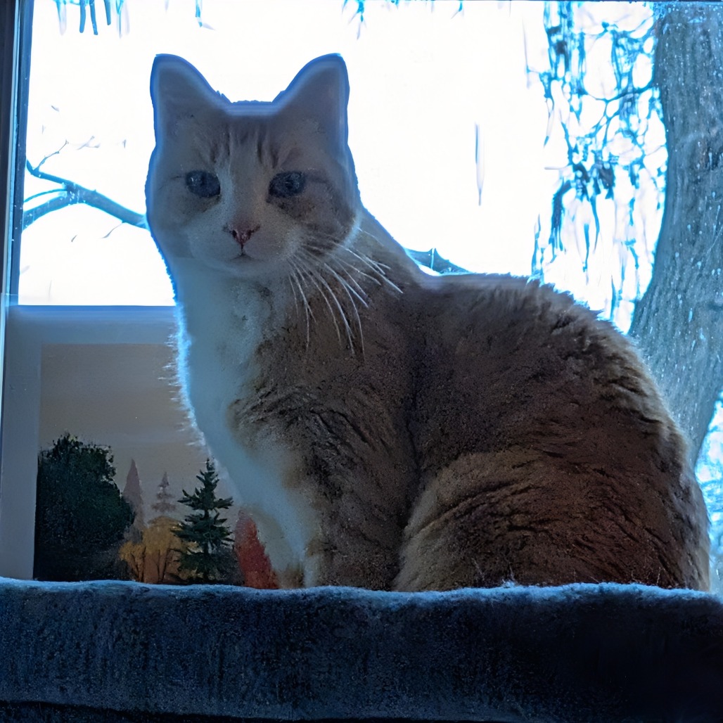 Covie, photo 5