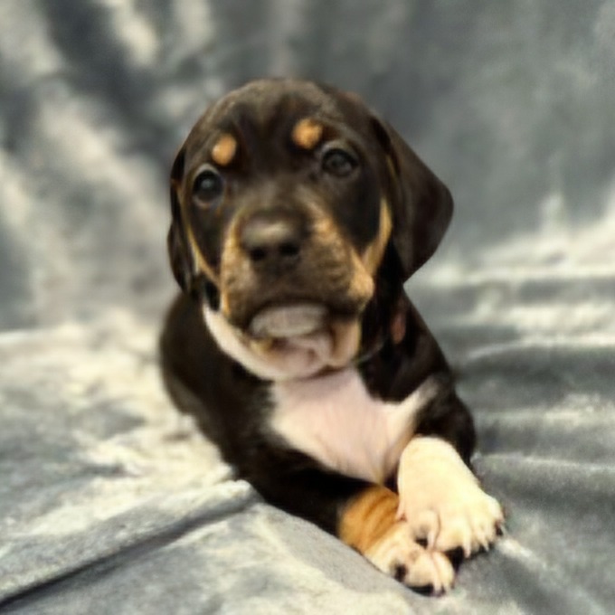 Pippi Pup Bjorn